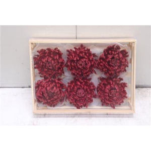 Wax Bol Chrysant Bordeaux