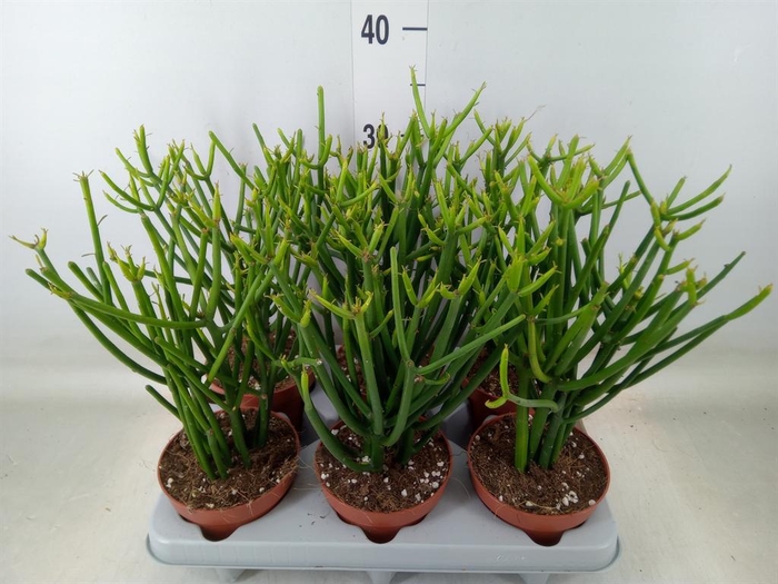 <h4>Euphorbia tirucalli</h4>