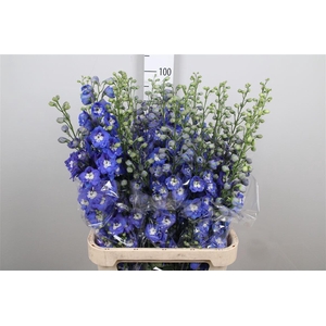 Delph Du Aurora Blue
