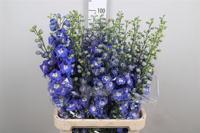<h4>Delph Du Aurora Blue</h4>