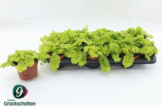 <h4>LYSIM NUMMULARIA</h4>