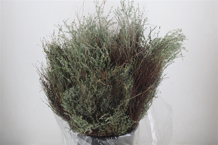 <h4>Thym Falso 200gr P Bunch</h4>