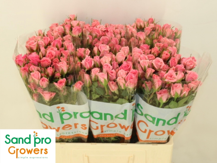 <h4>R TR ODILIA</h4>