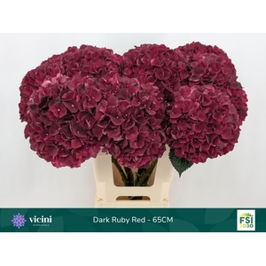Hydrangea  'Magical Dark Ruby'