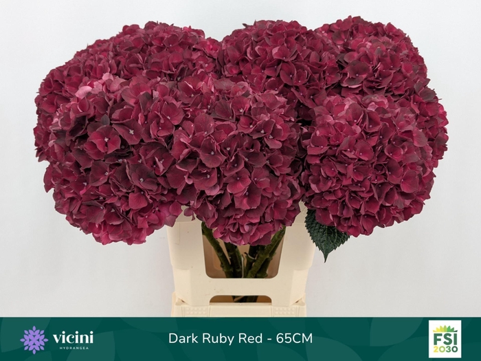 <h4>Hydrangea  'Magical Dark Ruby'</h4>