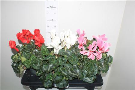 <h4>Cycl Gr Sup Mammoth</h4>