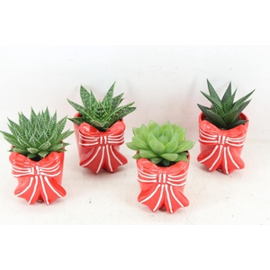 arr3 Demi - Strik pot x12