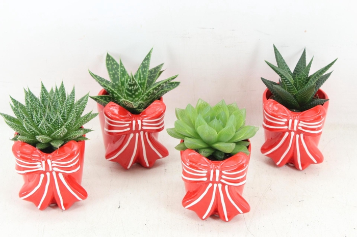 <h4>arr3 Demi - Strik pot x12</h4>