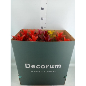 Guzmania   ...mix