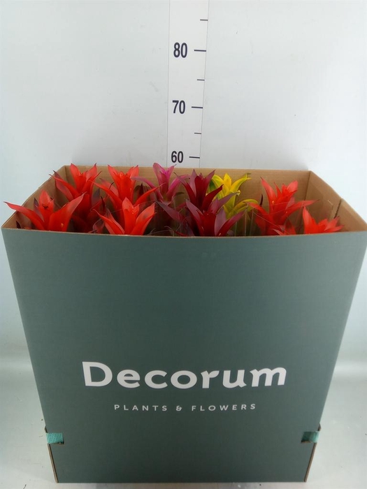 <h4>Guzmania   ...mix</h4>