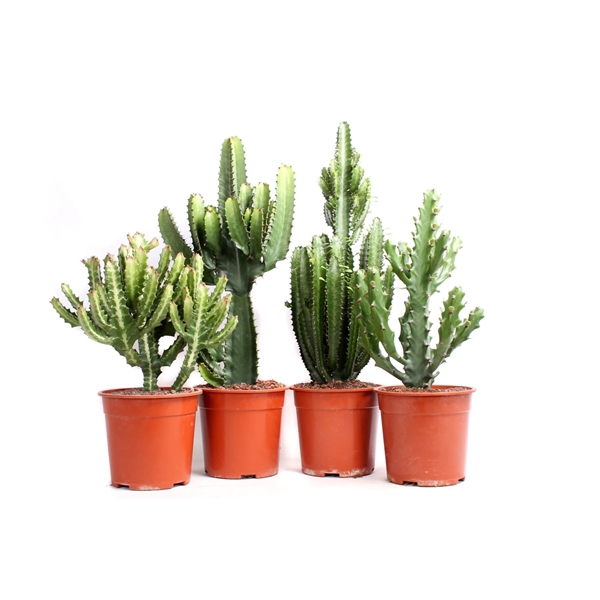 <h4>Euphorbia mix 21 cm</h4>