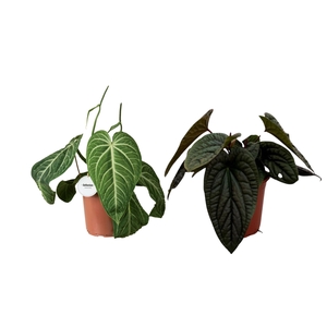 Anthurium blad