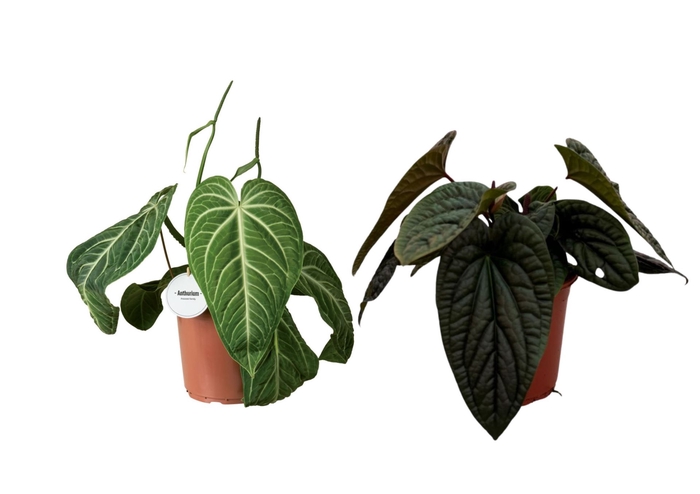 <h4>Anthurium blad</h4>