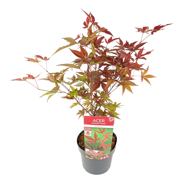 <h4>Acer palm. 'Bloodgood' extra kwaliteit</h4>