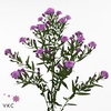 Aster flash