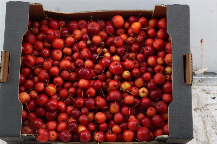 <h4>Sier Malusappel Red 5 Kg P Box</h4>