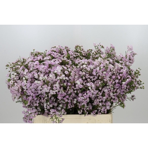 Chamelaucium Dancing Queen