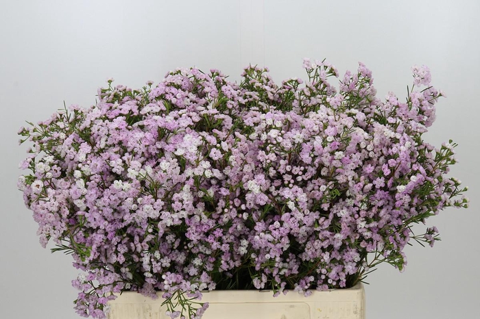 <h4>Chamelaucium Dancing Queen</h4>