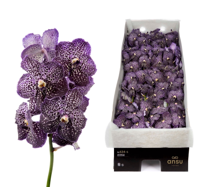 Vanda Jeff Leatham