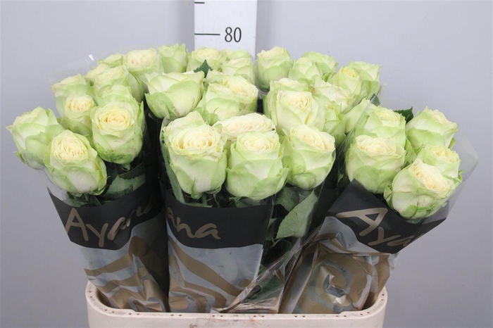 <h4>R Gr Hampshire!</h4>