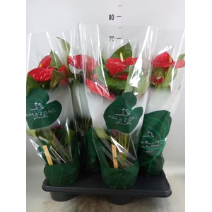Anthurium andr. 'Nevada'