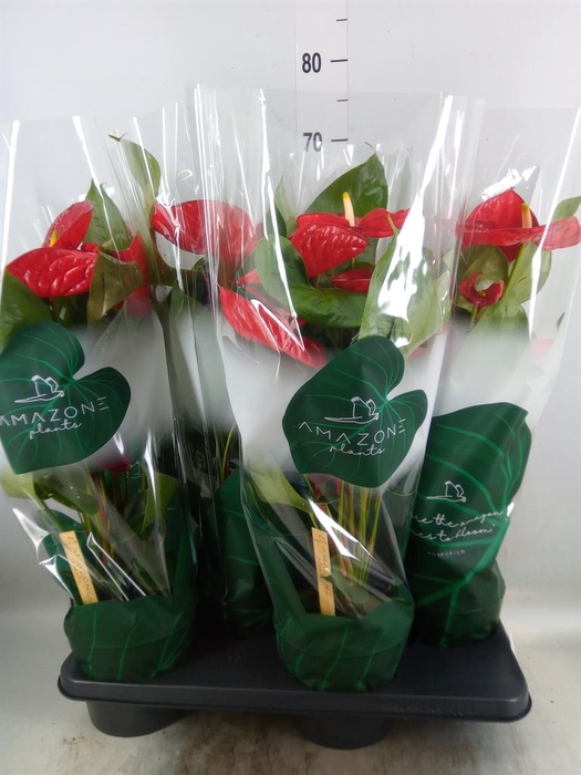 <h4>Anthurium andr. 'Nevada'</h4>