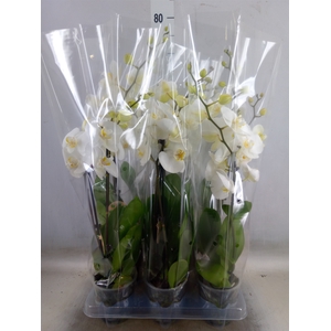 Phalaenopsis   ...white