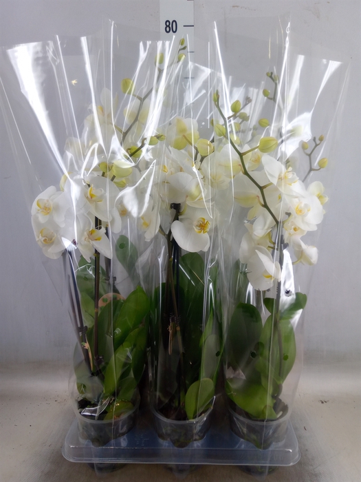 <h4>Phalaenopsis   ...white</h4>