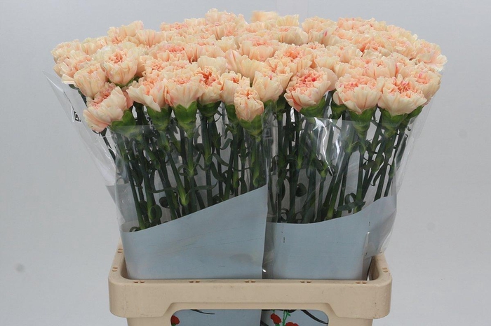 <h4>Dianthus St Apple Tea</h4>