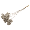 Achillea Per Stem Lavendel