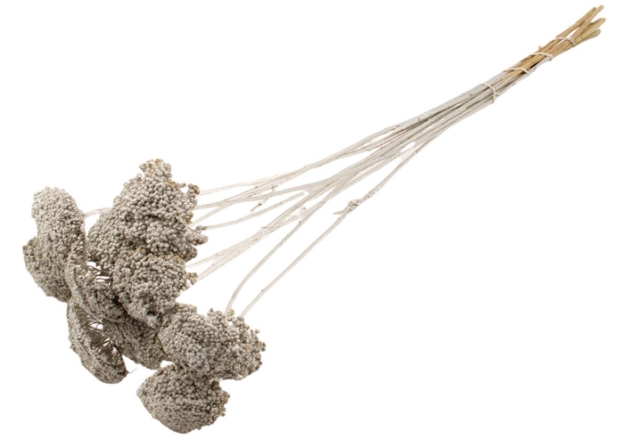 Achillea Per Stem Lavendel