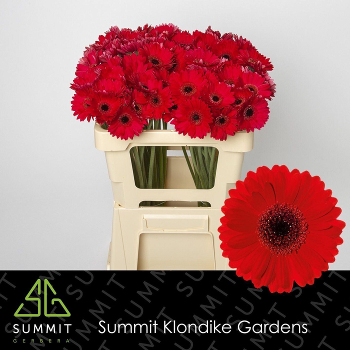 <h4>GERBERA MI 'SURI'</h4>