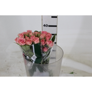 ROSA SPRAY SWEET SARAH 040 CM