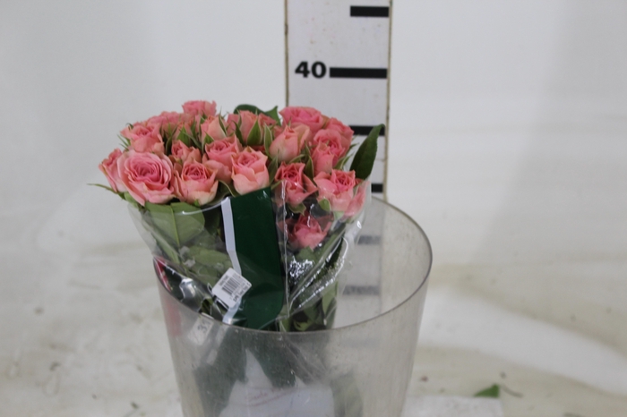 <h4>ROSA SPRAY SWEET SARAH 040 CM</h4>