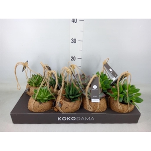 Succulents   ...mix 4