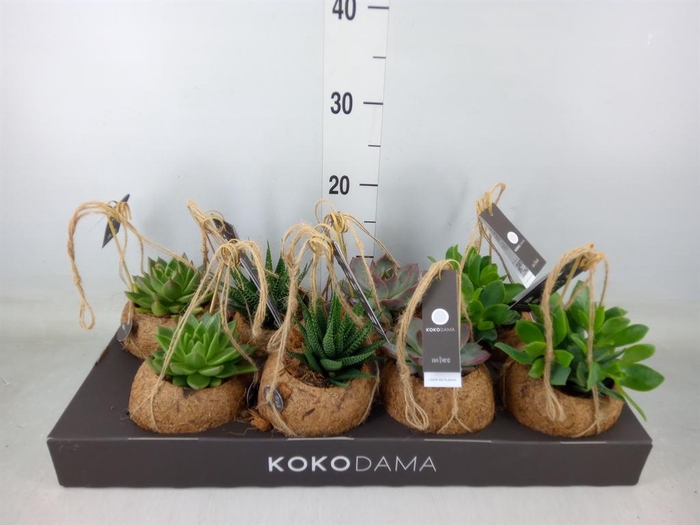 <h4>Succulents   ...mix 4</h4>