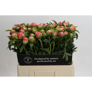 Paeonia Coral Charm