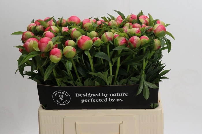 <h4>Paeonia Coral Charm</h4>