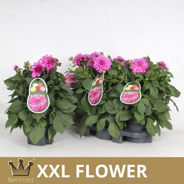 <h4>DAHL L MAG ROSE</h4>