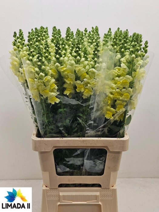 <h4>ANTIR POTO YELLOW</h4>