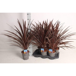 Cordyline austr. 'Red Star'