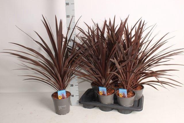 <h4>Cordyline austr. 'Red Star'</h4>