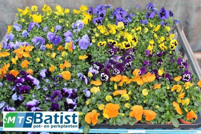 <h4>VIO F1 HYBR MIXK</h4>