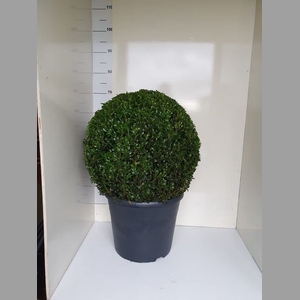 Buxus semp.   ...