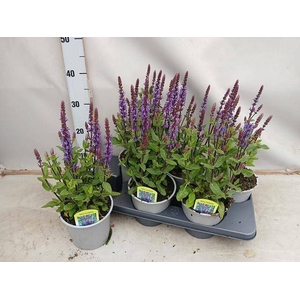 SALVIA NE OSTFRIESL
