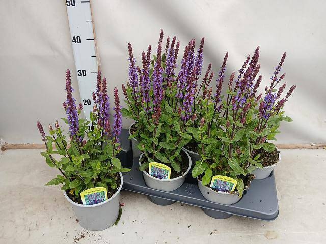 <h4>SALVIA NE OSTFRIESL</h4>