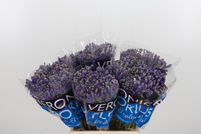 <h4>Veron Smart Fountain Spray</h4>