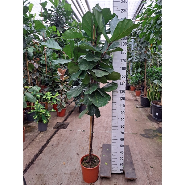 <h4>Ficus Lyrata stam 230</h4>