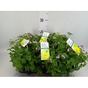 Pelargonium   ...mix smelling