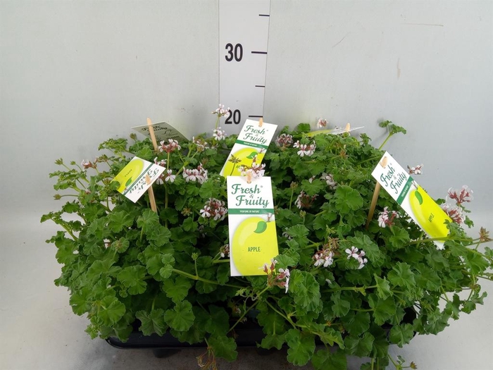<h4>Pelargonium   ...mix smelling</h4>